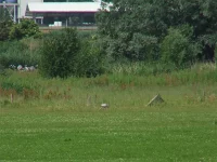 Kraanvogel [Grus grus]